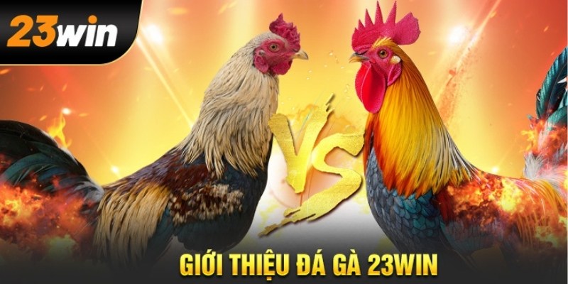Đá Gà 23WIN – Đấu Trường Danh Giá Của Những Chiến Kê Thượng Hạng 2 uu-diem-da-ga-23WIN